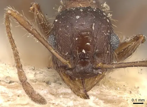 Pheidole laevivertex specimen CASENT0908227 image casent0908227_2