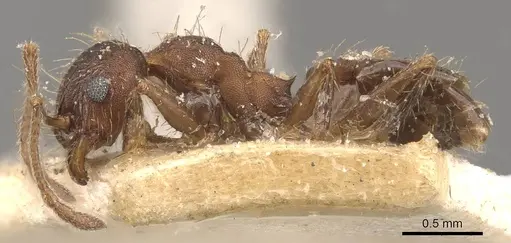 Pheidole laevivertex specimen CASENT0908227 image casent0908227_3
