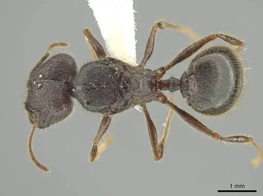 Pheidole lagunculiminor specimen CASENT0610933 image casent0610933_1
