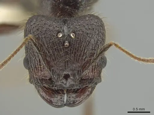 Pheidole lagunculiminor specimen CASENT0610933 image casent0610933_2