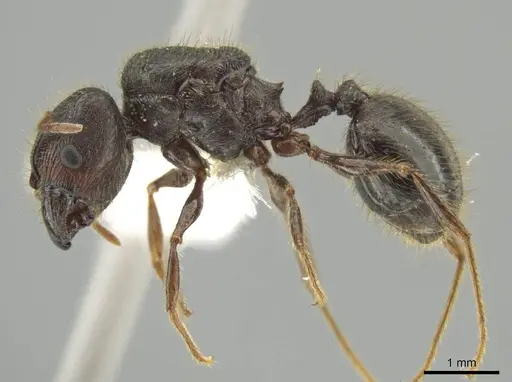 Pheidole lagunculiminor specimen CASENT0610933 image casent0610933_3
