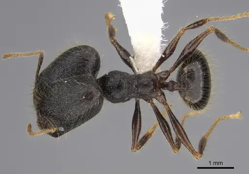 Pheidole lagunculiminor specimen CASENT0610934 image casent0610934_1