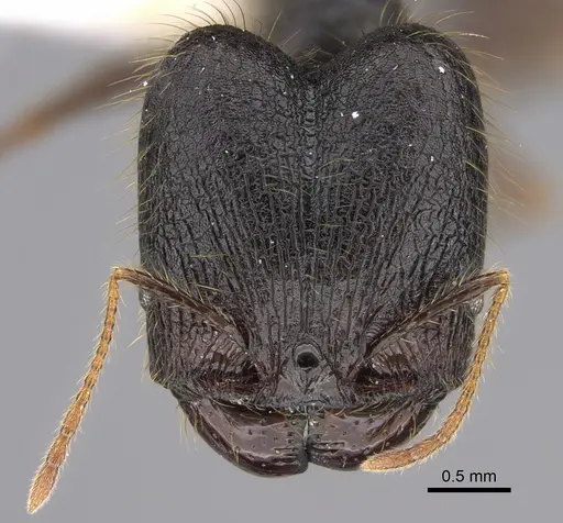 Pheidole lagunculiminor specimen CASENT0610934 image casent0610934_2