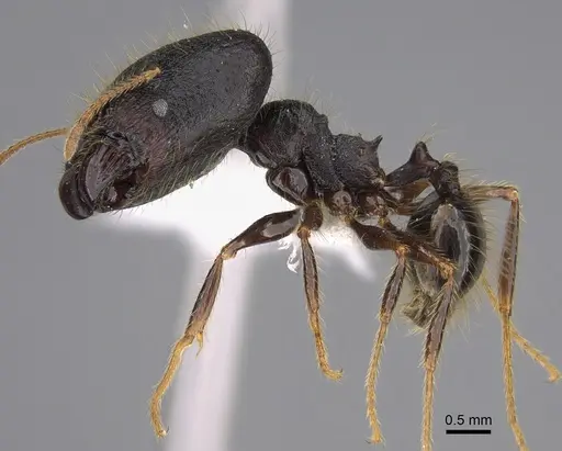 Pheidole lagunculiminor specimen CASENT0610934 image casent0610934_3