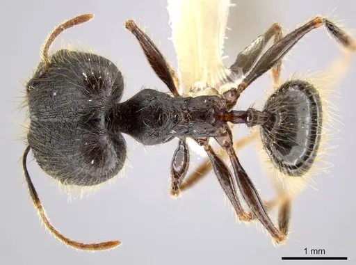 Pheidole lagunculiminor specimen CASENT0610935 image casent0610935_1