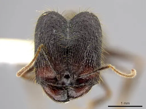 Pheidole lagunculiminor specimen CASENT0610935 image casent0610935_2