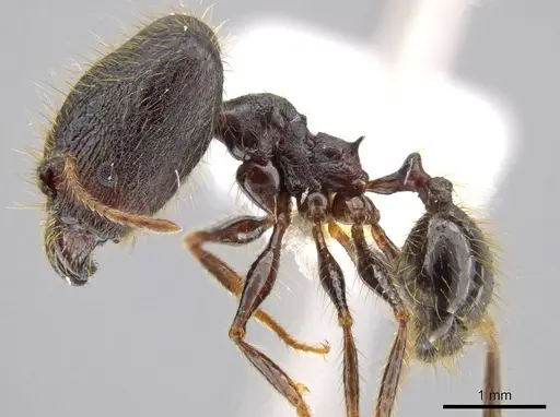 Pheidole lagunculiminor specimen CASENT0610935 image casent0610935_3