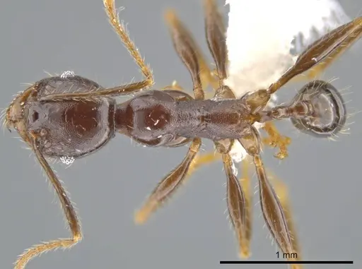 Pheidole lagunculiminor specimen CASENT0610937 image casent0610937_1