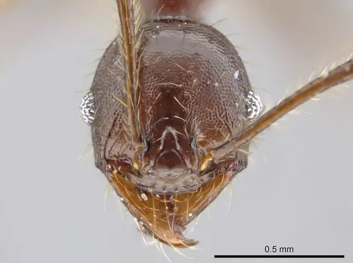 Pheidole lagunculiminor specimen CASENT0610937 image casent0610937_2