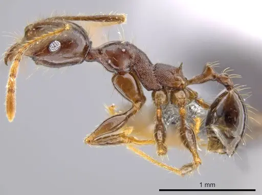 Pheidole lagunculiminor specimen CASENT0610937 image casent0610937_3