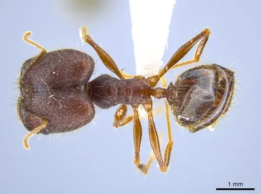 Pheidole lagunculiminor specimen CASENT0612284 image casent0612284_1