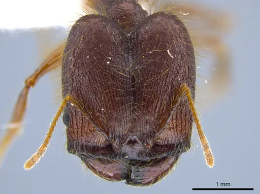 Pheidole lagunculiminor specimen CASENT0612284 image casent0612284_2