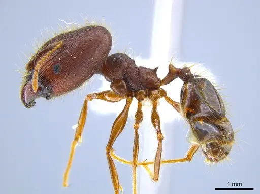 Pheidole lagunculiminor specimen CASENT0612284 image casent0612284_3