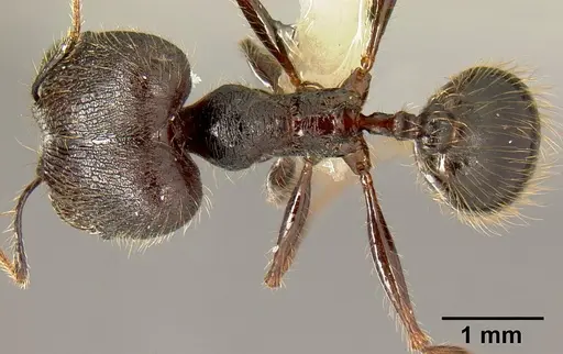 Pheidole lagunculinoda specimen CASENT0609553 image casent0609553_1