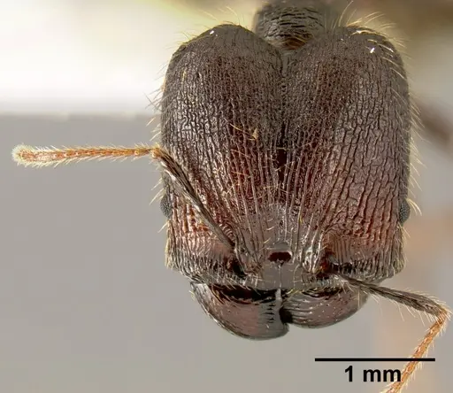 Pheidole lagunculinoda specimen CASENT0609553 image casent0609553_2