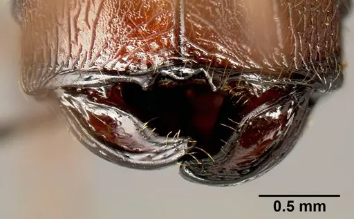 Pheidole lagunculinoda specimen CASENT0609553 image casent0609553_3