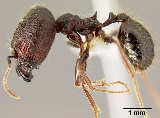 Pheidole lagunculinoda specimen CASENT0609553 image casent0609553_4