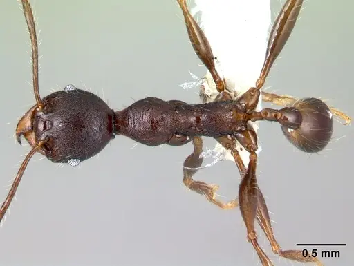 Pheidole lagunculinoda specimen CASENT0609857 image casent0609857_1