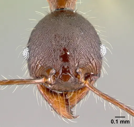 Pheidole lagunculinoda specimen CASENT0609857 image casent0609857_2