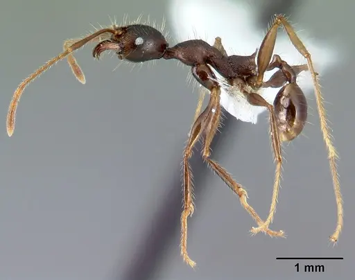 Pheidole lagunculinoda specimen CASENT0609857 image casent0609857_3