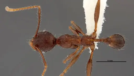Pheidole lagunculinoda specimen CASENT0609877 image casent0609877_1