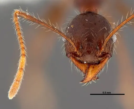 Pheidole lagunculinoda specimen CASENT0609877 image casent0609877_2