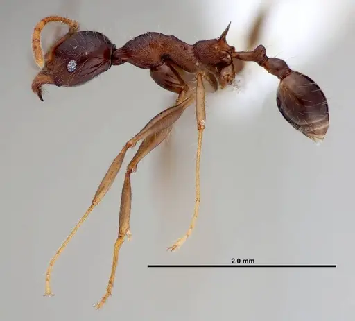 Pheidole lagunculinoda specimen CASENT0609877 image casent0609877_3