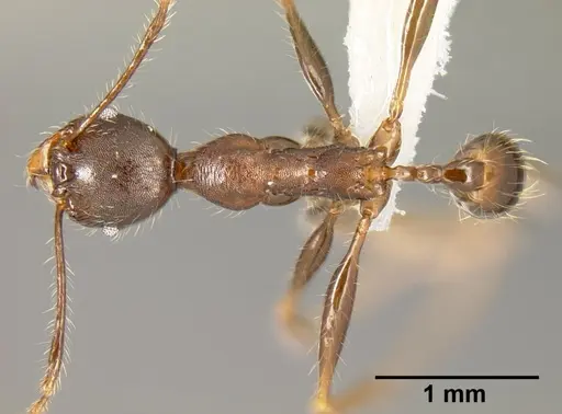 Pheidole lagunculinoda specimen CASENT0609878 image casent0609878_1