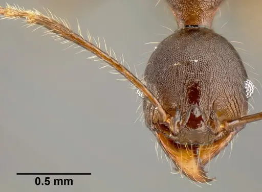 Pheidole lagunculinoda specimen CASENT0609878 image casent0609878_2