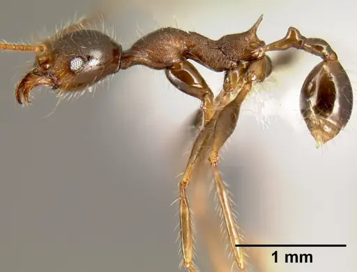 Pheidole lagunculinoda specimen CASENT0609878 image casent0609878_3