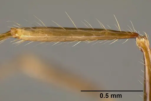 Pheidole lagunculinoda specimen CASENT0609878 image casent0609878_4
