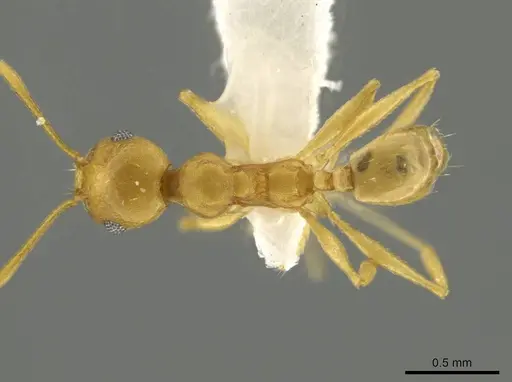 Pheidole laidlowi specimen CASENT0645811 image casent0645811_1