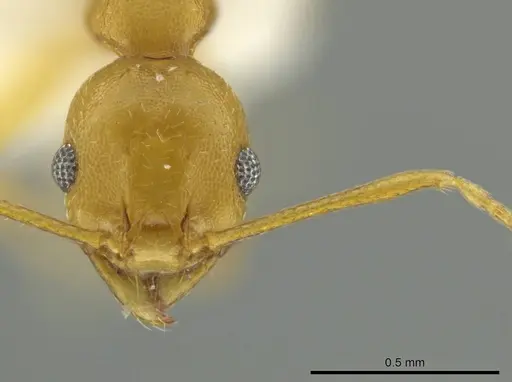 Pheidole laidlowi specimen CASENT0645811 image casent0645811_2