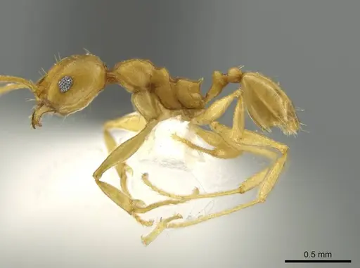 Pheidole laidlowi specimen CASENT0645811 image casent0645811_3