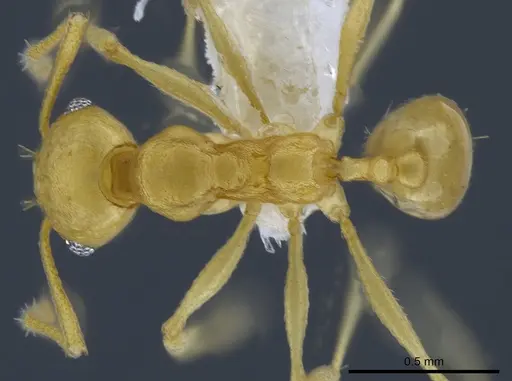 Pheidole laidlowi specimen CASENT0650582 image casent0650582_1