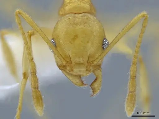 Pheidole laidlowi specimen CASENT0650582 image casent0650582_2