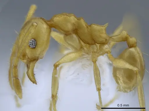 Pheidole laidlowi specimen CASENT0650582 image casent0650582_3
