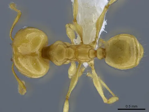 Pheidole laidlowi specimen CASENT0650583 image casent0650583_1