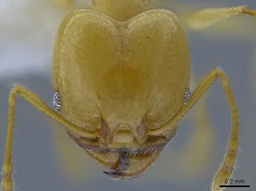 Pheidole laidlowi specimen CASENT0650583 image casent0650583_2