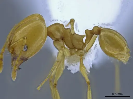 Pheidole laidlowi specimen CASENT0650583 image casent0650583_3