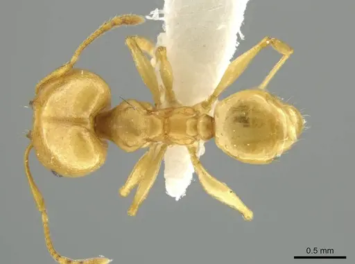 Pheidole laidlowi specimen JTLC000016425 image jtlc000016425_1