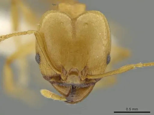 Pheidole laidlowi specimen JTLC000016425 image jtlc000016425_2
