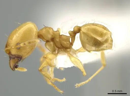 Pheidole laidlowi specimen JTLC000016425 image jtlc000016425_3