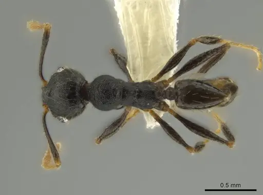 Pheidole lamancha specimen CASENT0641070 image casent0641070_1