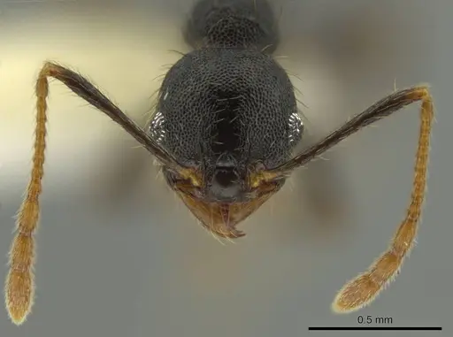 Pheidole lamancha specimen CASENT0641070 image casent0641070_2