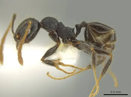 Pheidole lamancha specimen CASENT0641070 image casent0641070_3
