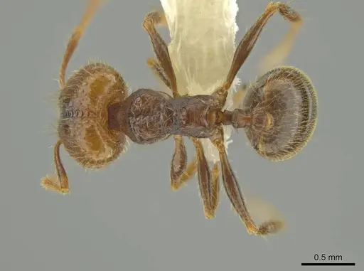 Pheidole lamancha specimen CASENT0641071 image casent0641071_1