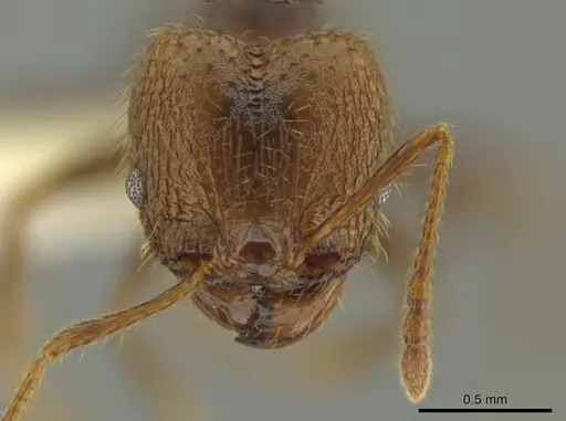 Pheidole lamancha specimen CASENT0641071 image casent0641071_2