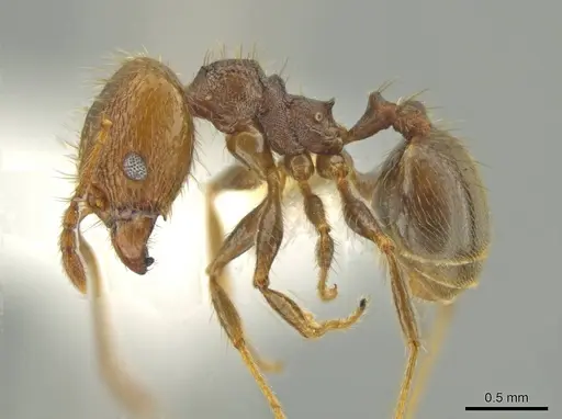 Pheidole lamancha specimen CASENT0641071 image casent0641071_3