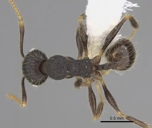 Pheidole lamancha specimen CASENT0646543 image casent0646543_1